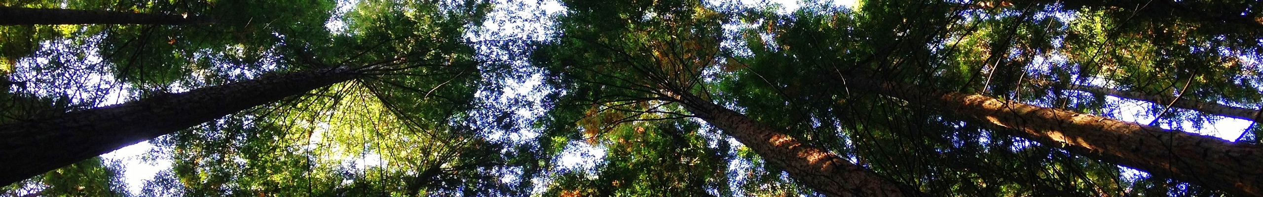 trees